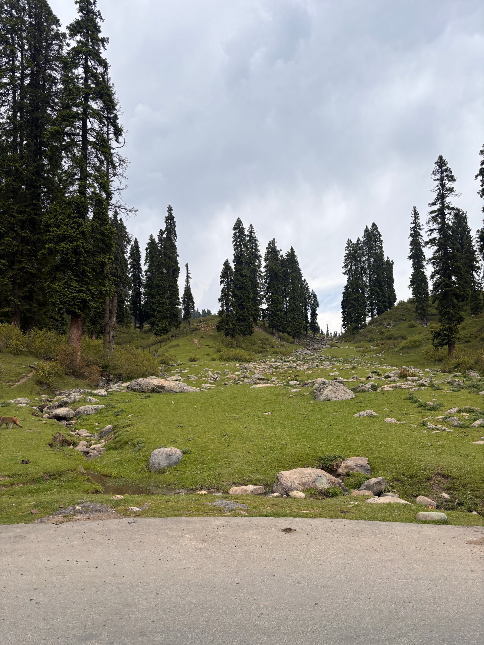 Kashmir with Family: Srinagar, Gulmarg, Sonmarg & Pahalgam - An Insider’s Guide by Travel and Live photo gallery - Travel and Live