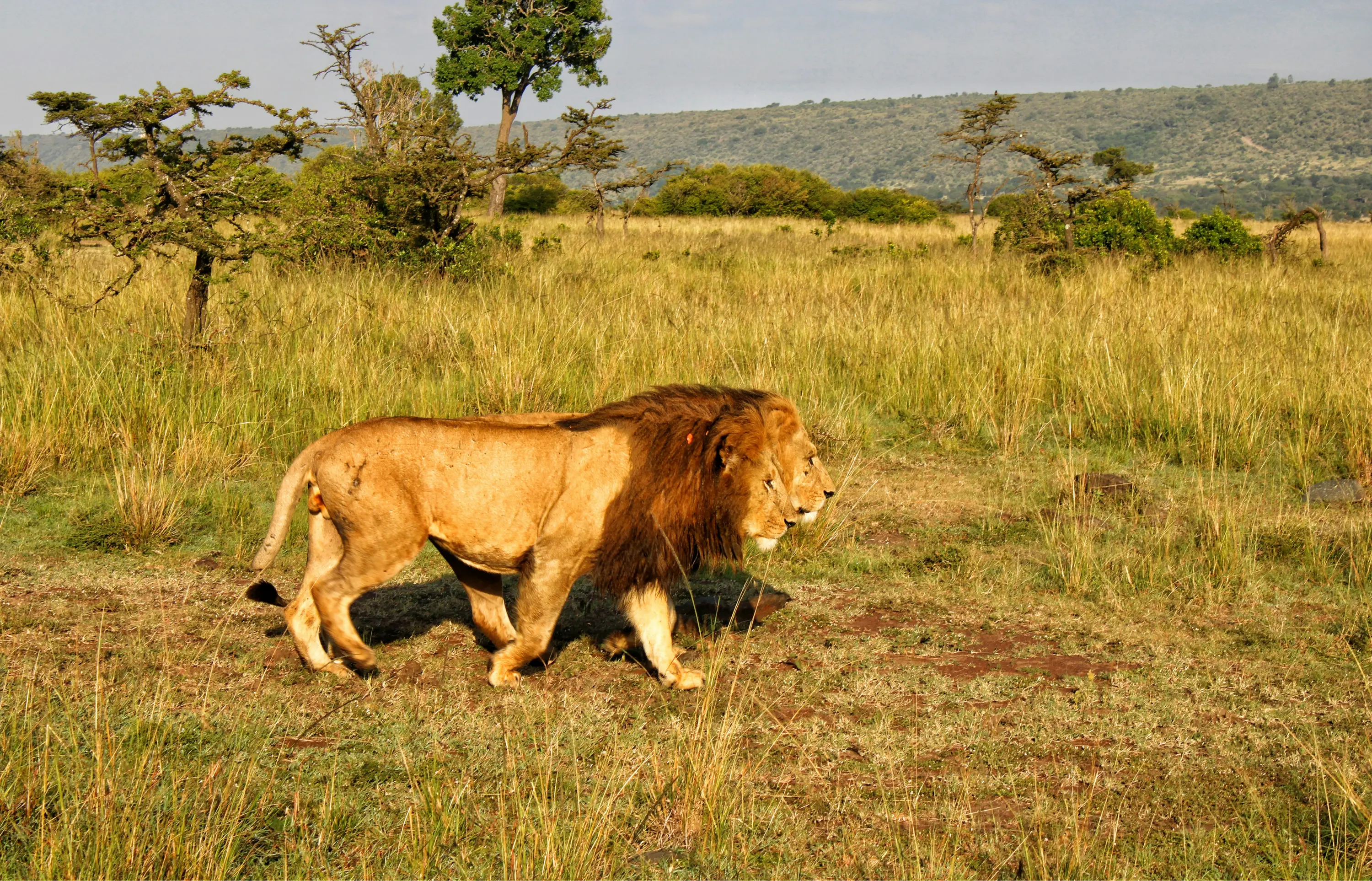 Maasai Mara in Kenya - Top tourist destination